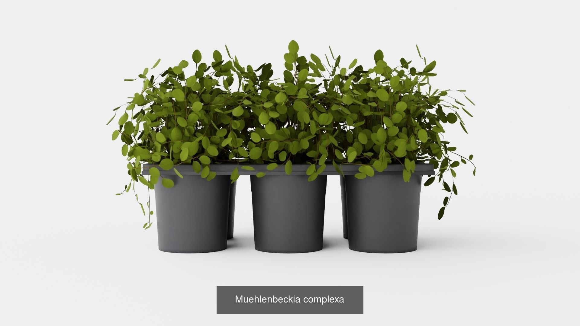 Collection of Houseplants - 11 Models _5