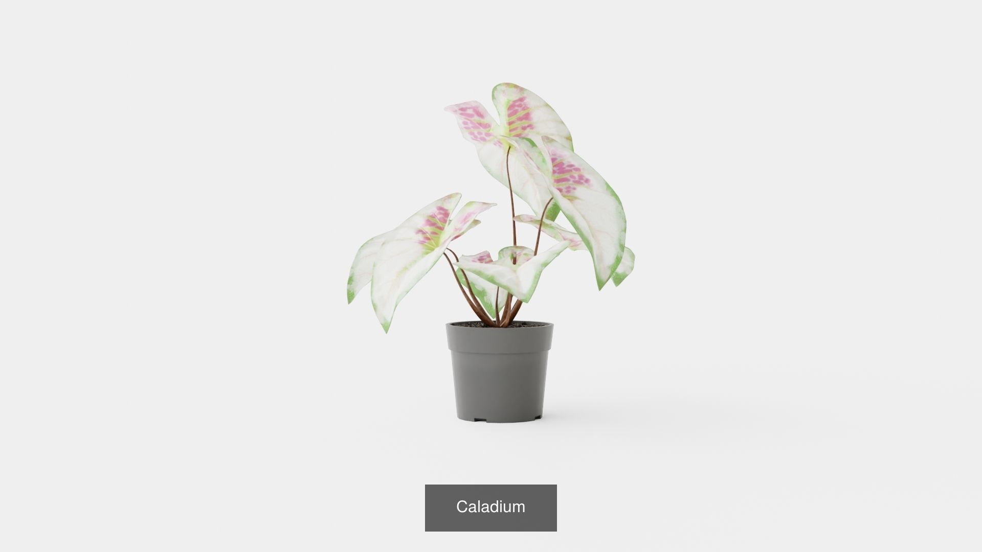 Collection of Houseplants - 11 Models _9