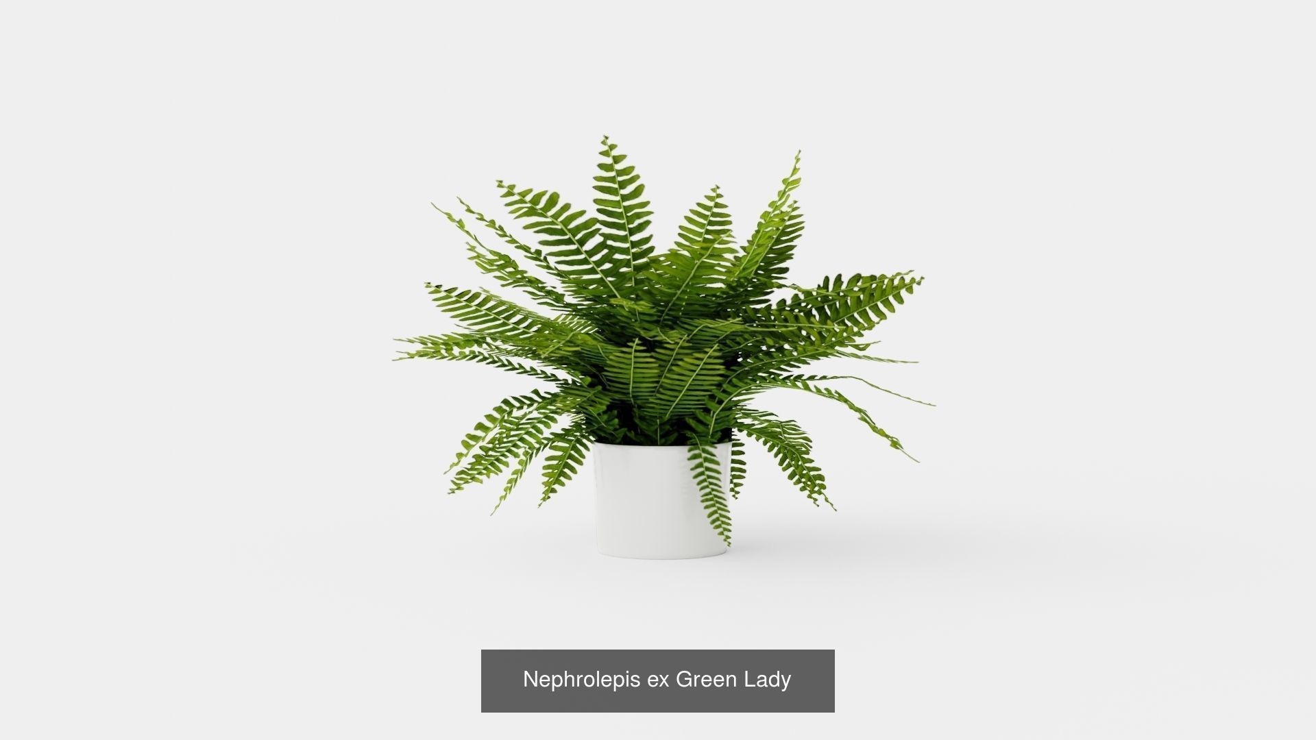 Collection of Houseplants - 4 Models _3