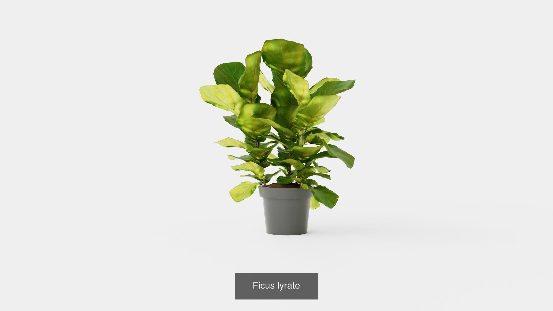 Collection of Houseplants - 5 Models _5