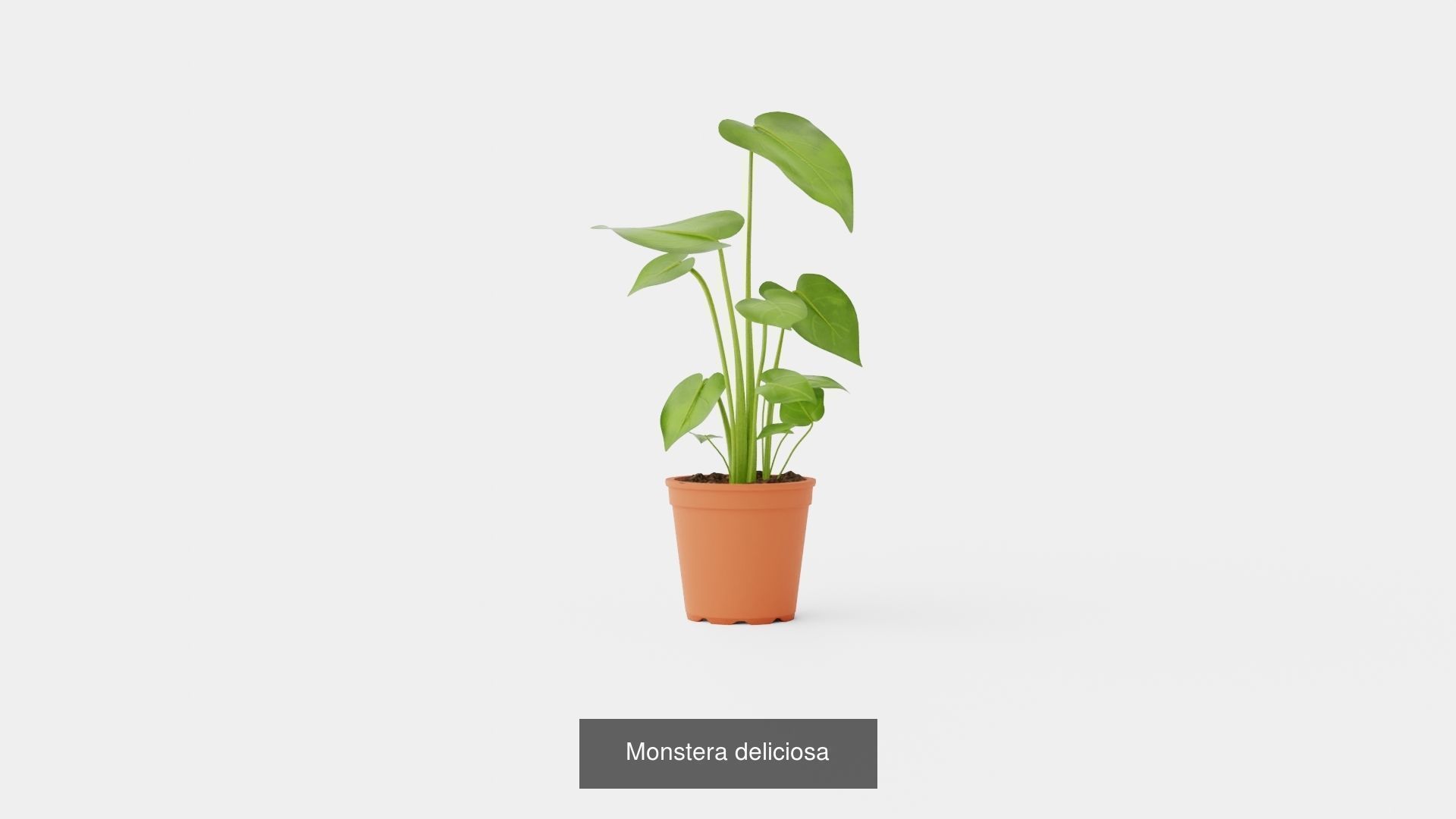 Collection of Houseplants - 5 Models _2