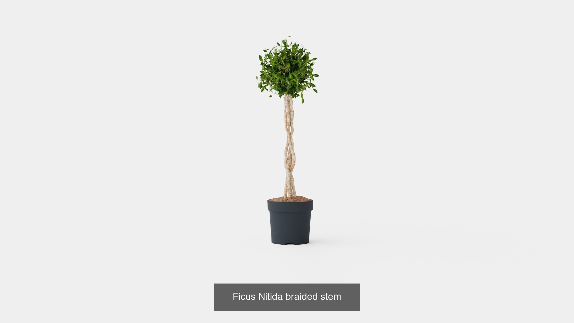 Collection of Houseplants - 5 Models _4