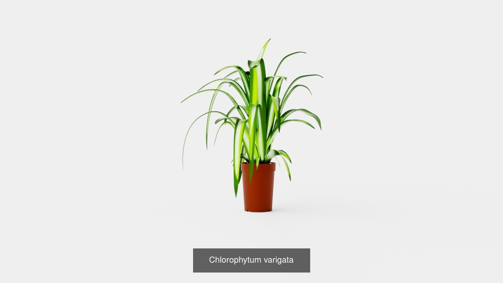 Collection of Houseplants - 5 Models _2