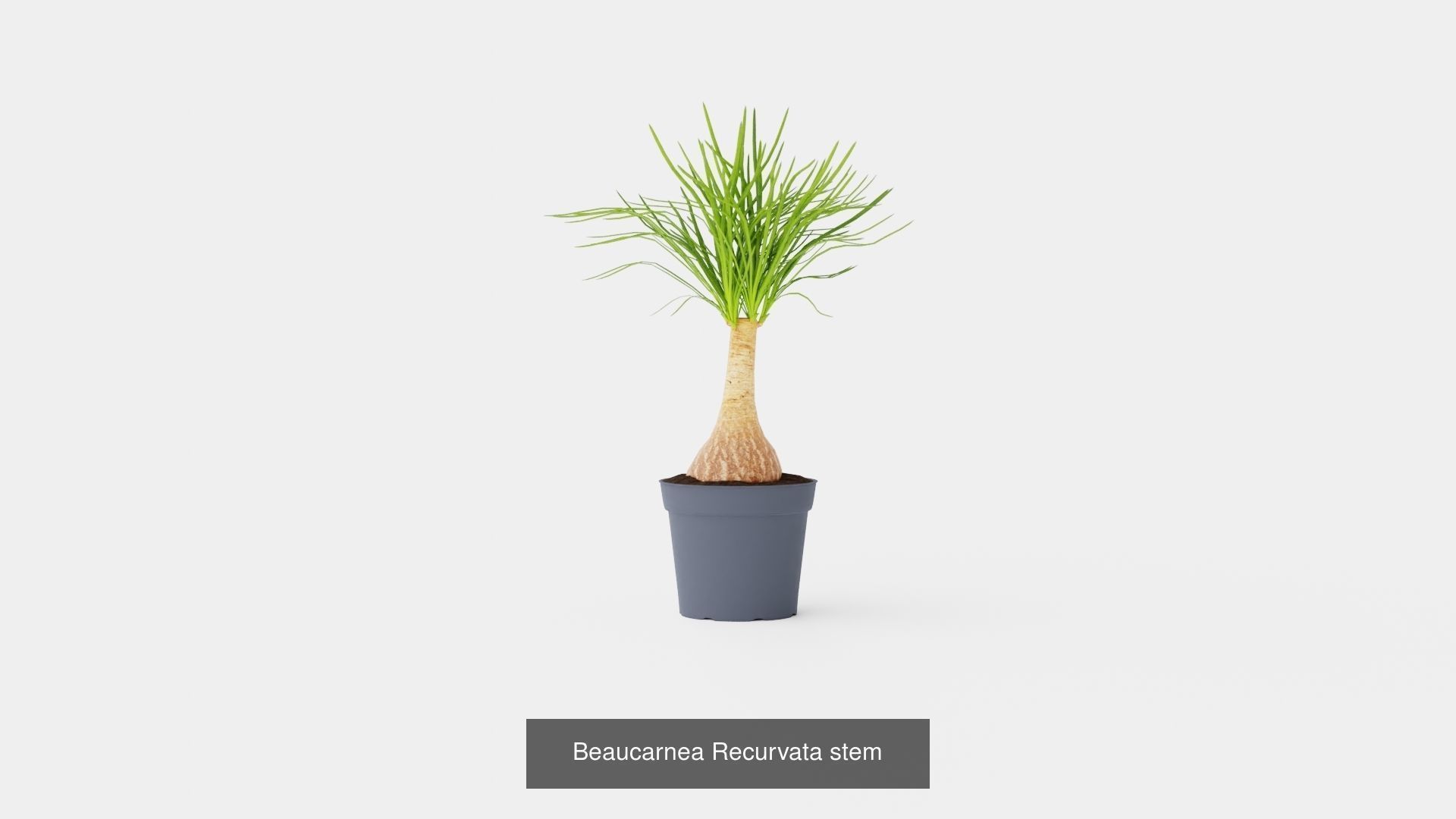 Collection of Houseplants - 5 Models _5