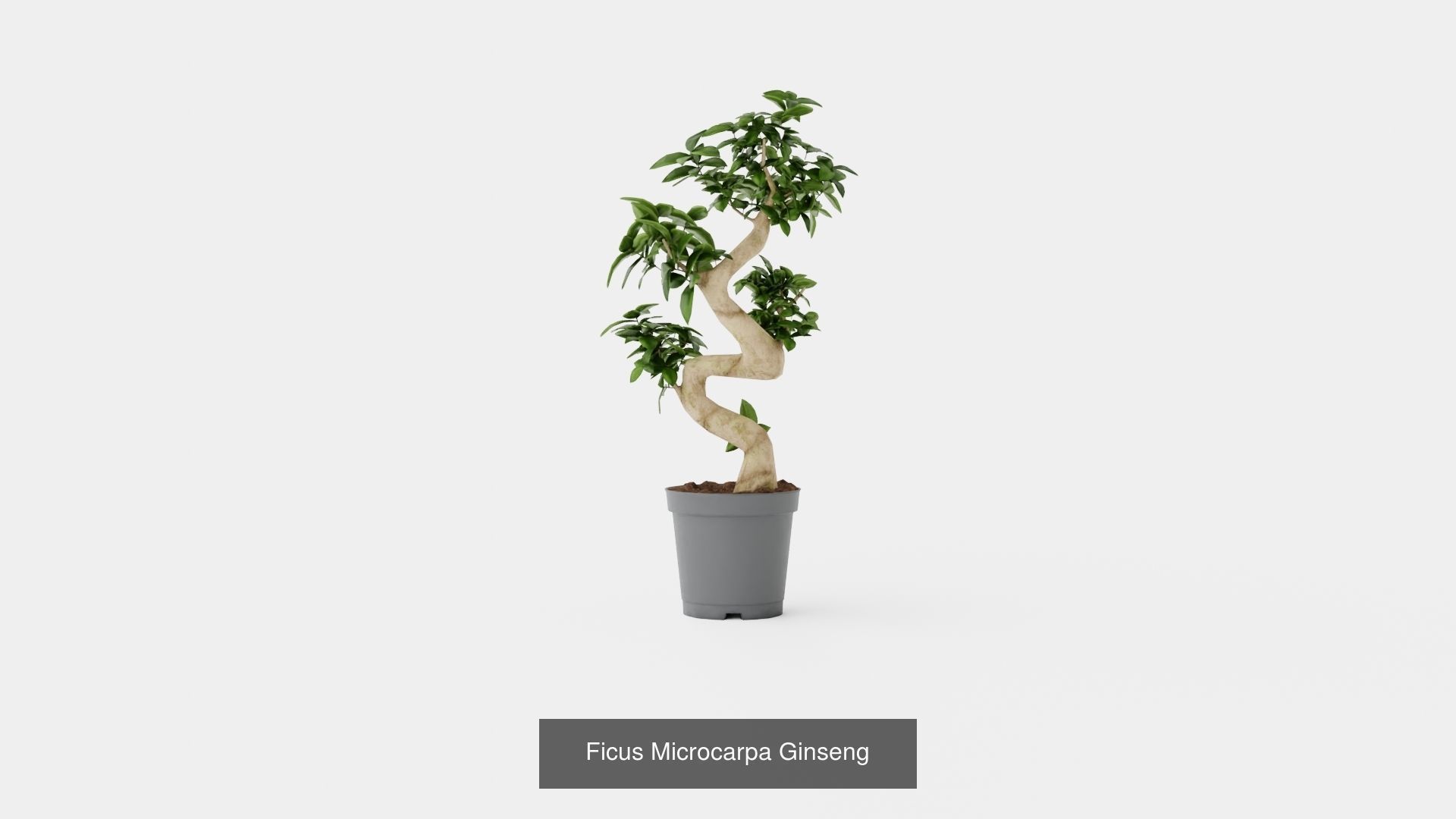 Collection of Houseplants - 5 Models _1