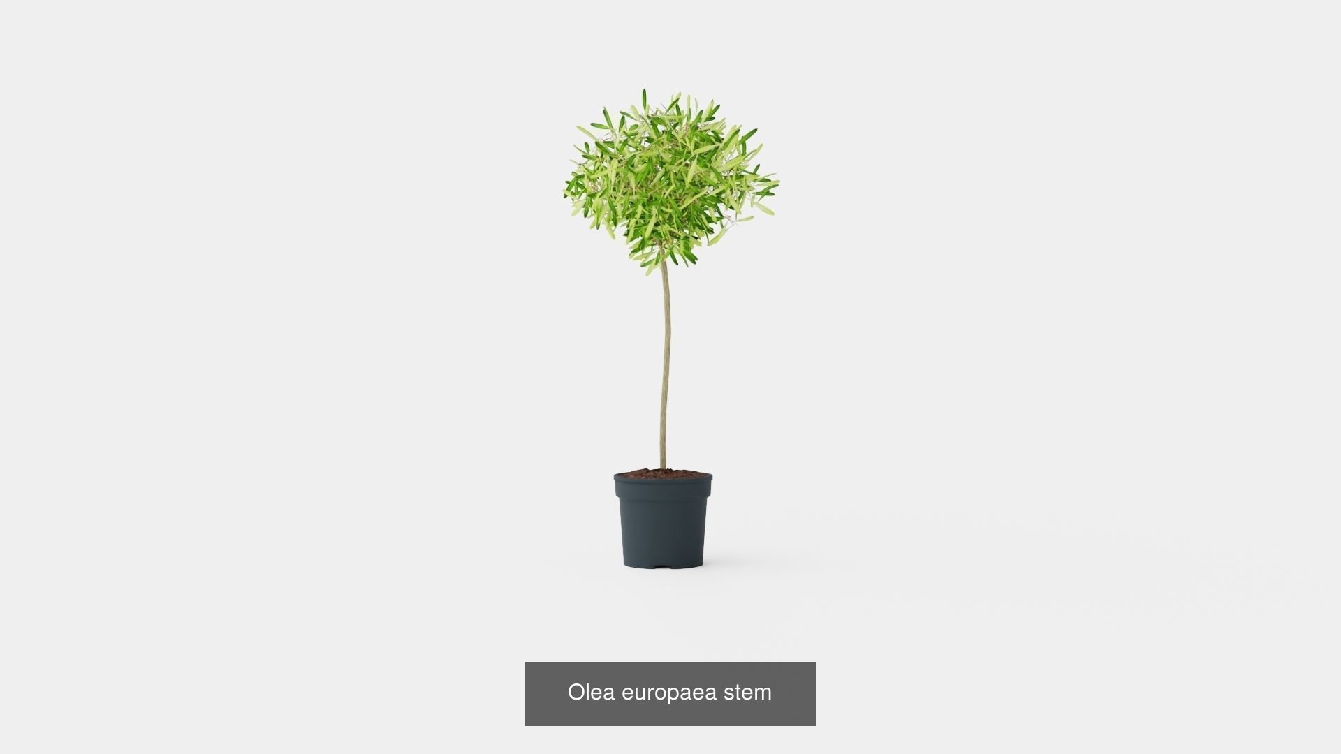 Collection of Houseplants - 5 Models _1