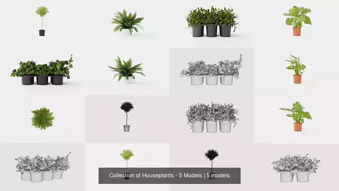 Collection of Houseplants - 5 Models 