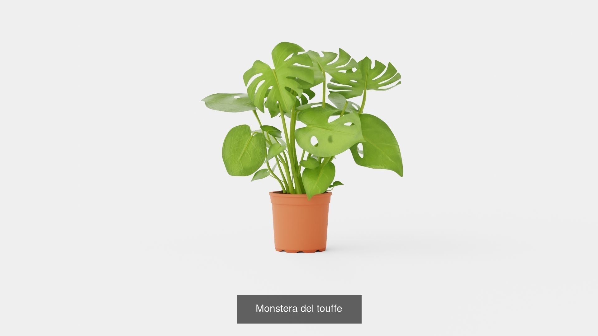 Collection of Houseplants - 5 Models _4