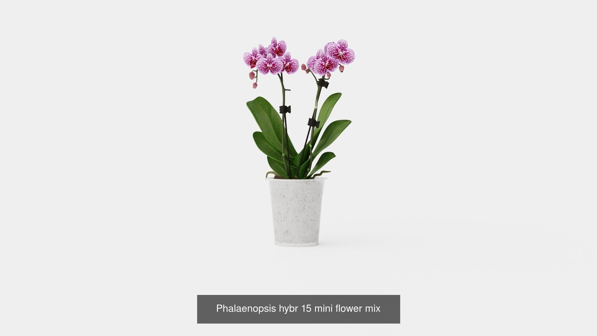 Collection of Houseplants - 5 Models _4