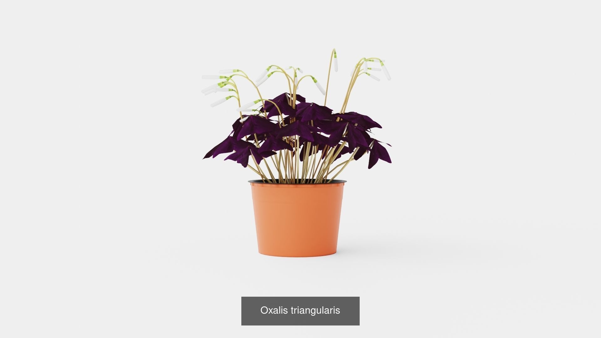 Collection of Houseplants - 5 Models _5