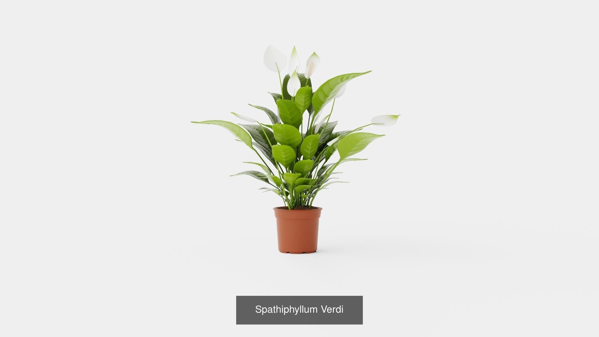 Collection of Houseplants - 5 Models _1