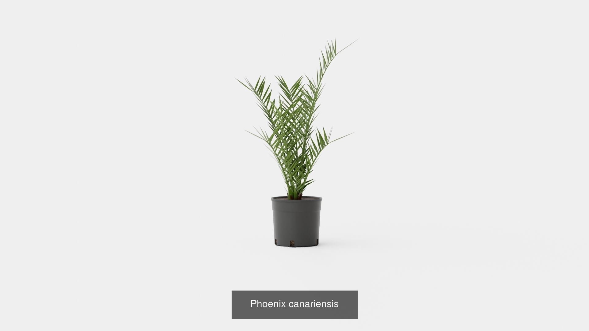 Collection of Houseplants - 5 Models _3