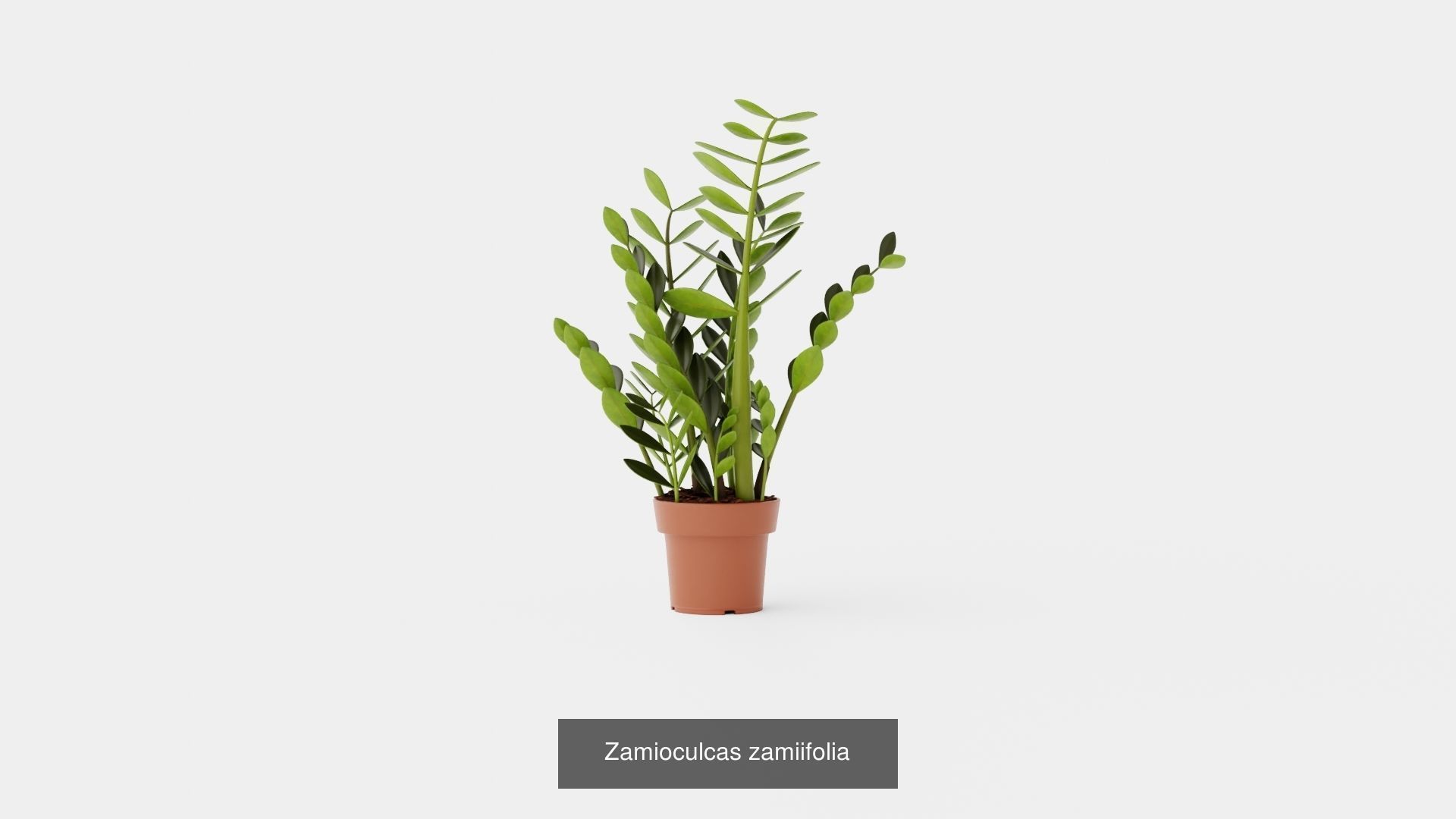 Collection of Houseplants - 3 Models _1