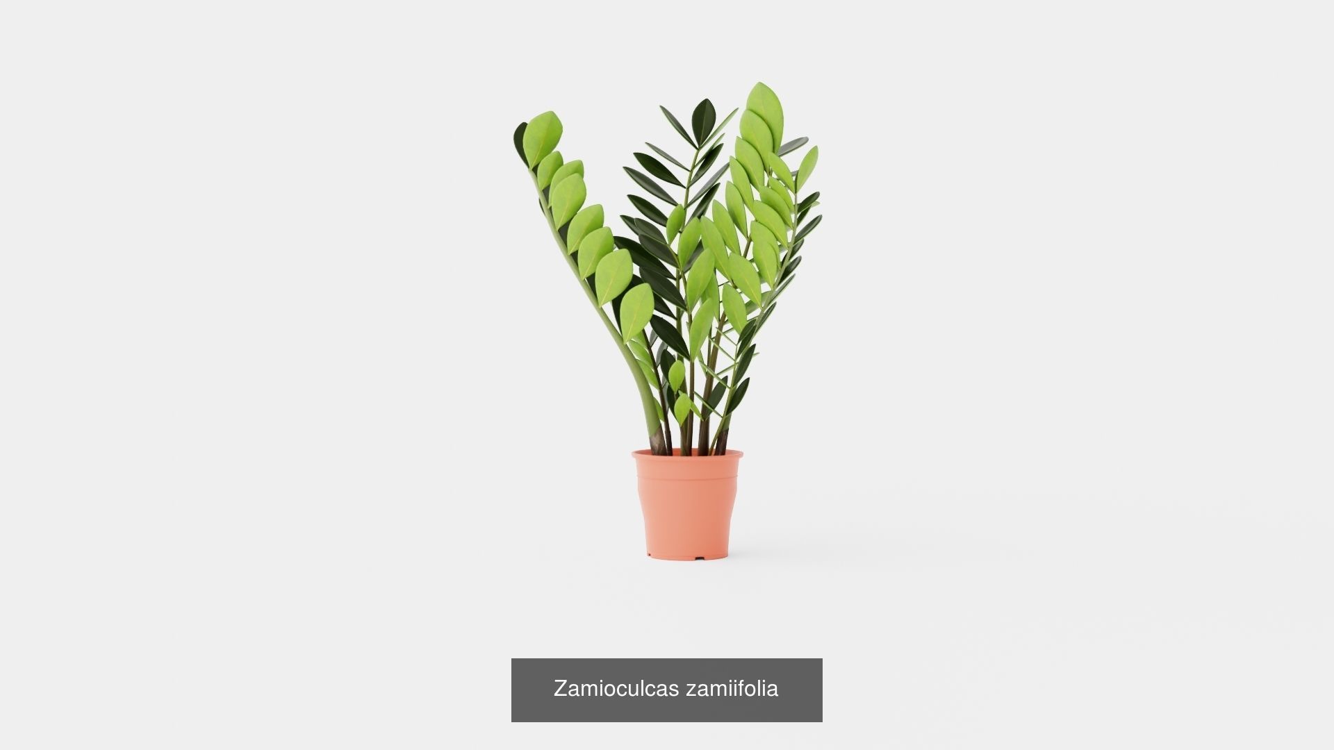 Collection of Houseplants - 3 Models _2