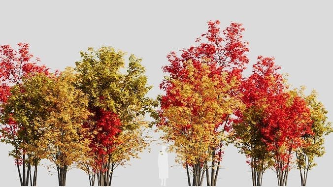 Acer saccharinum a 3D model