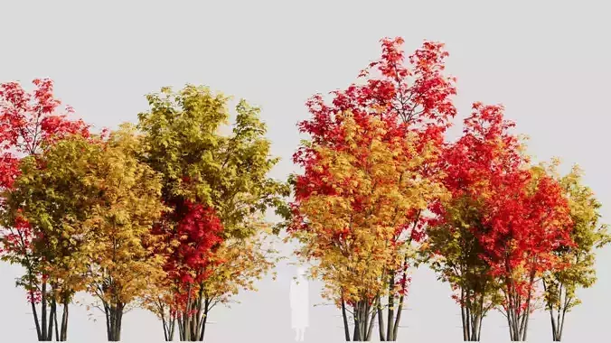 Acer saccharinum a