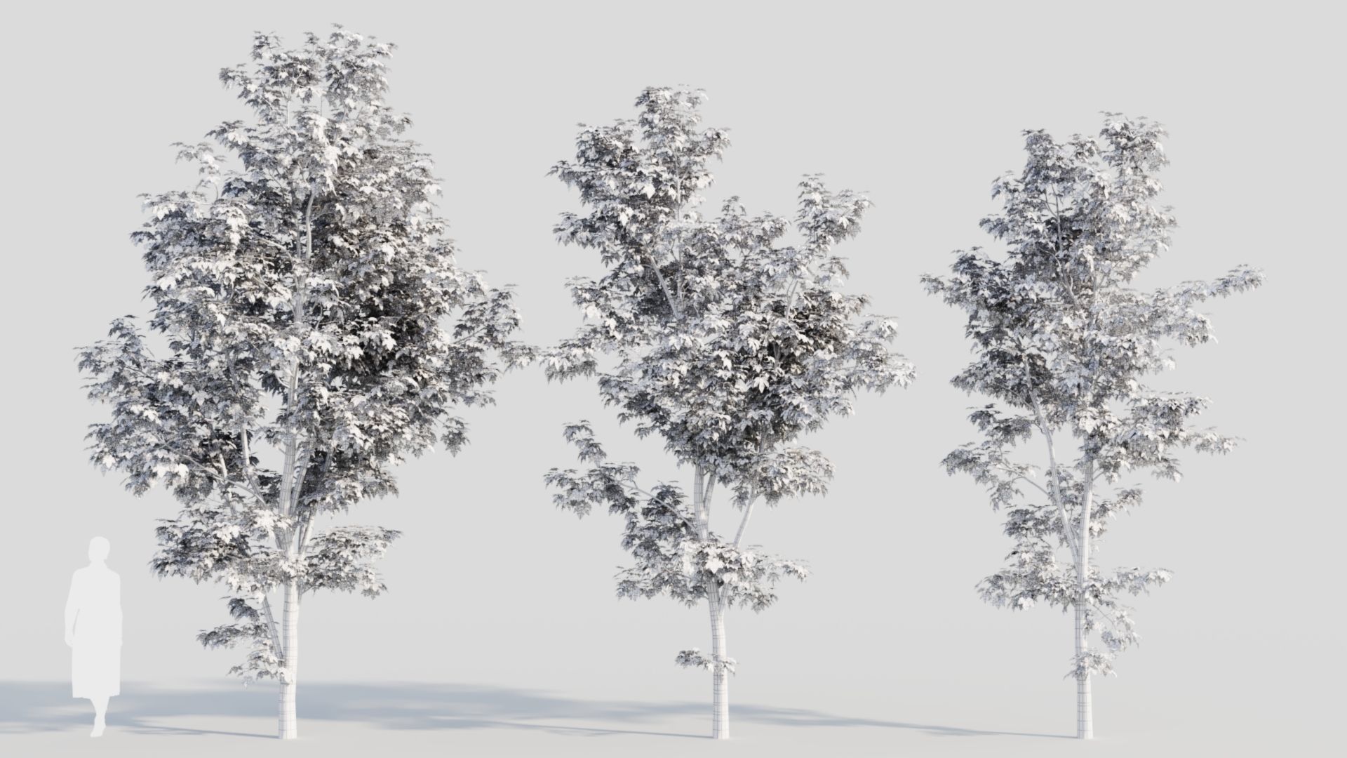 Acer saccharinum b 3D model_3