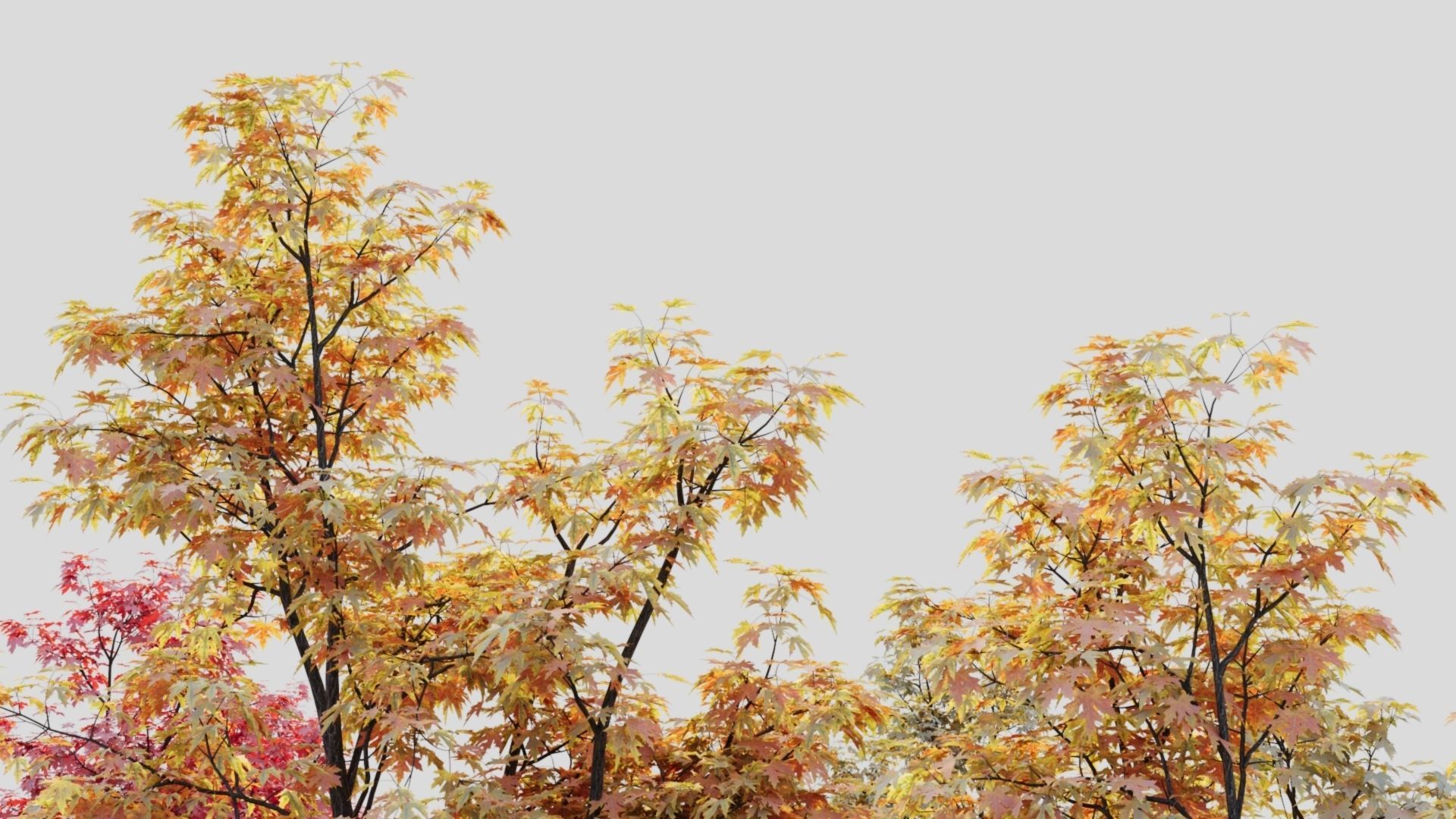 Acer saccharinum b 3D model_2