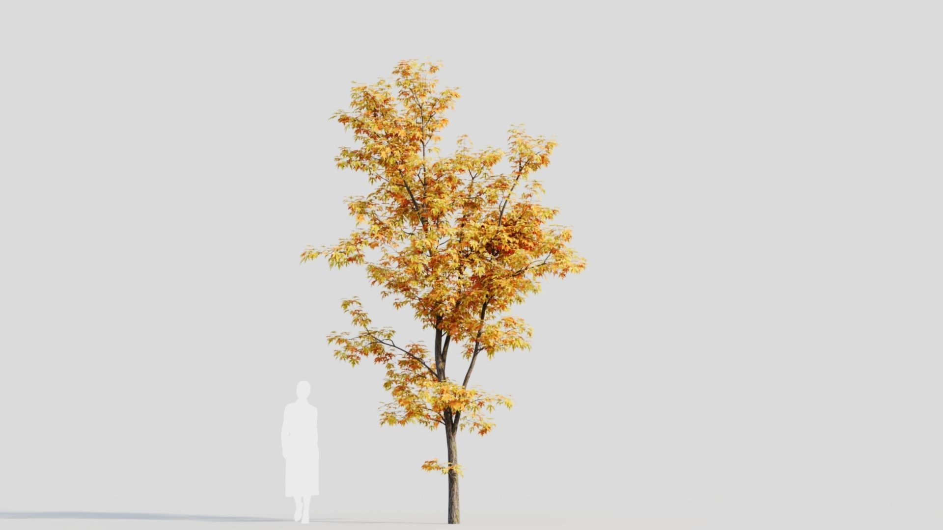 Acer saccharinum b 3D model_9