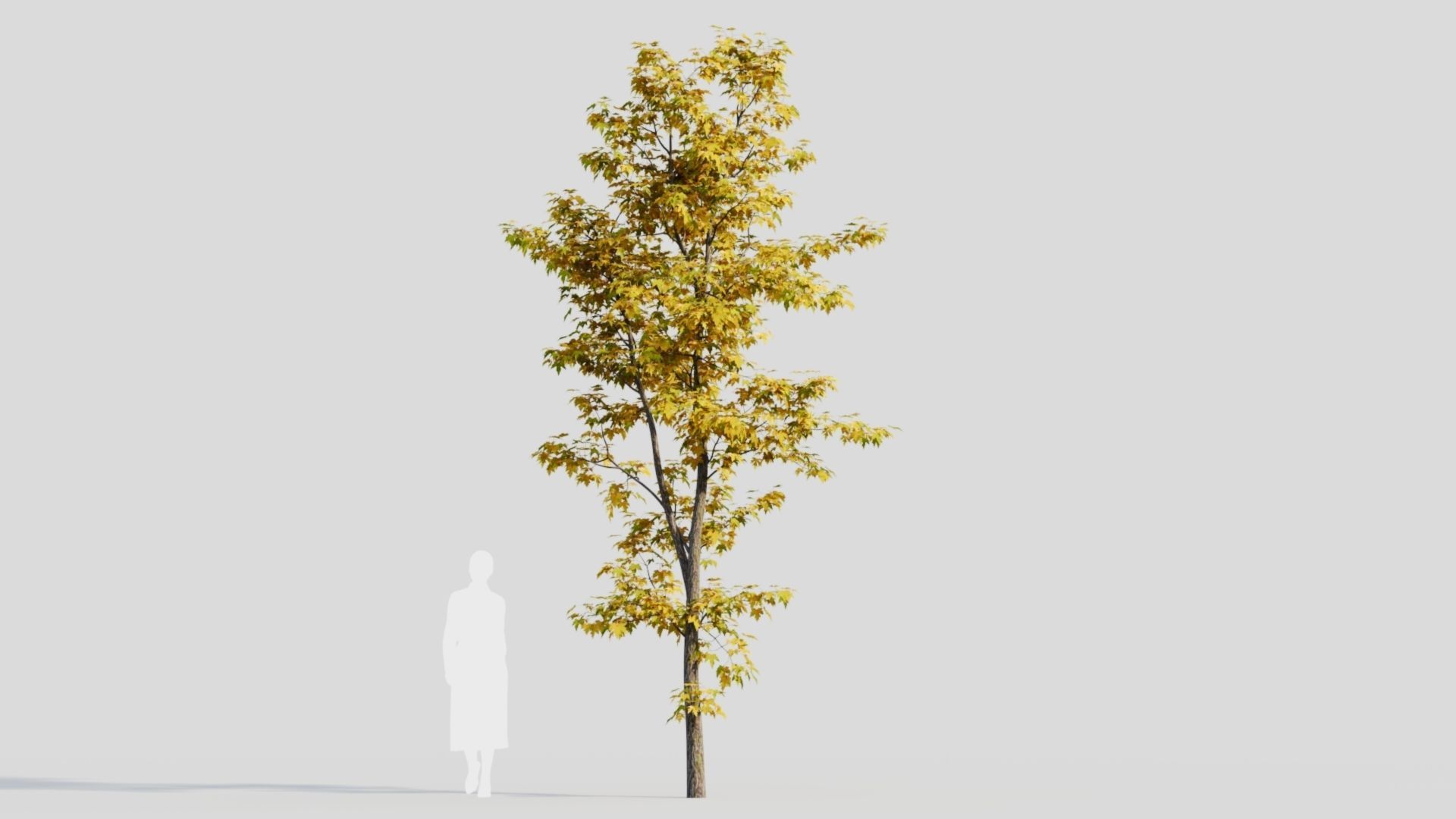Acer saccharinum b 3D model_10
