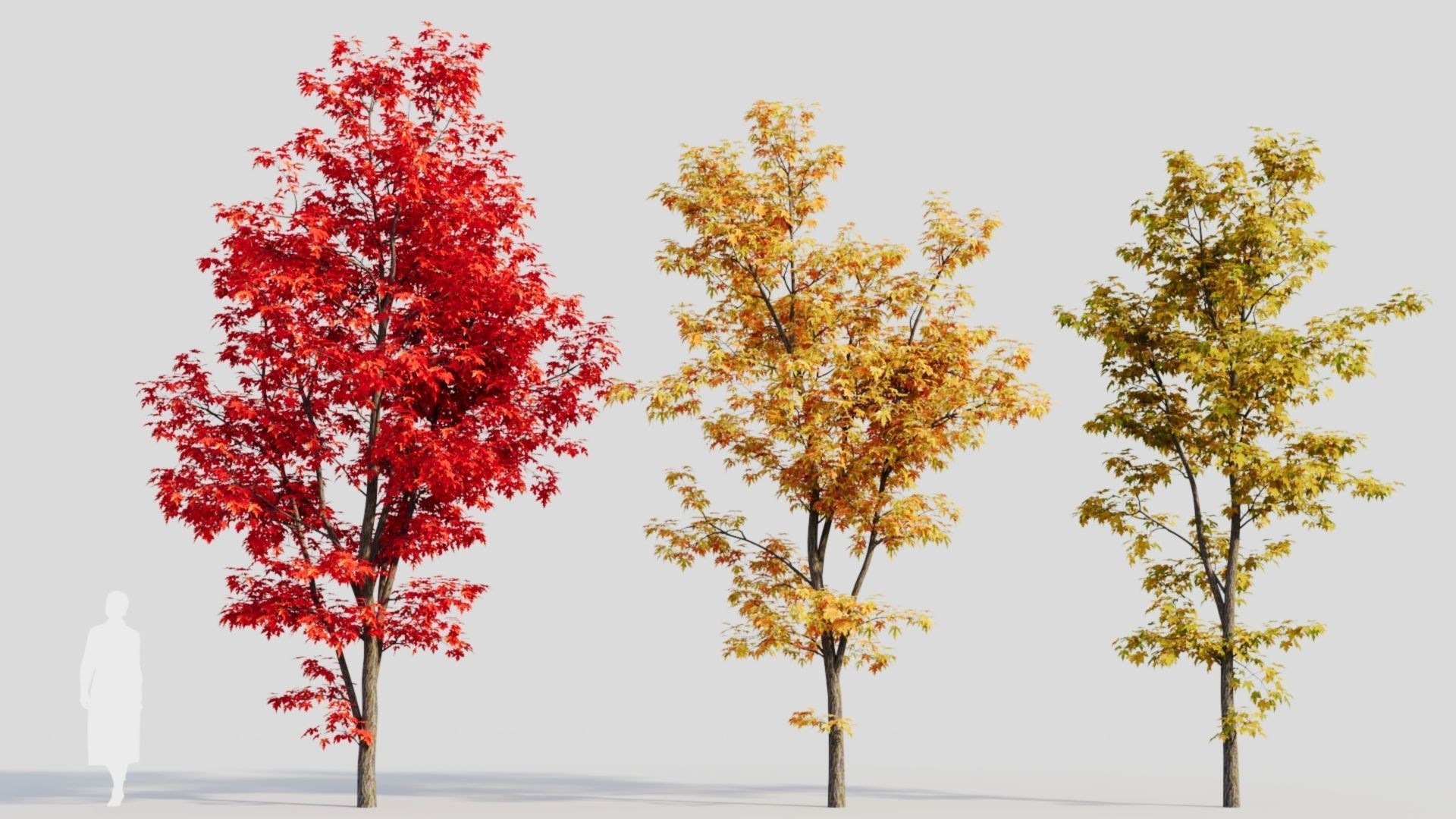 Acer saccharinum b 3D model_1