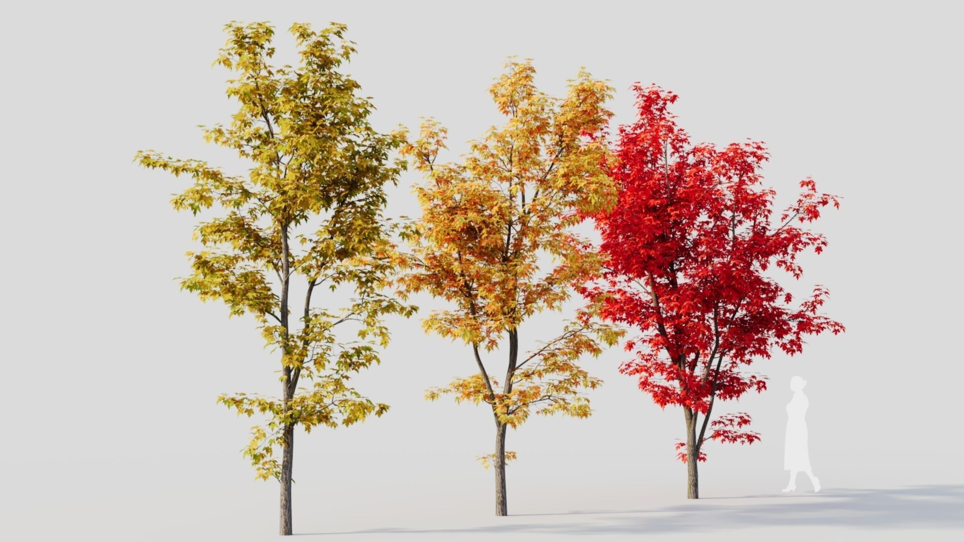 Acer saccharinum b 3D model_7
