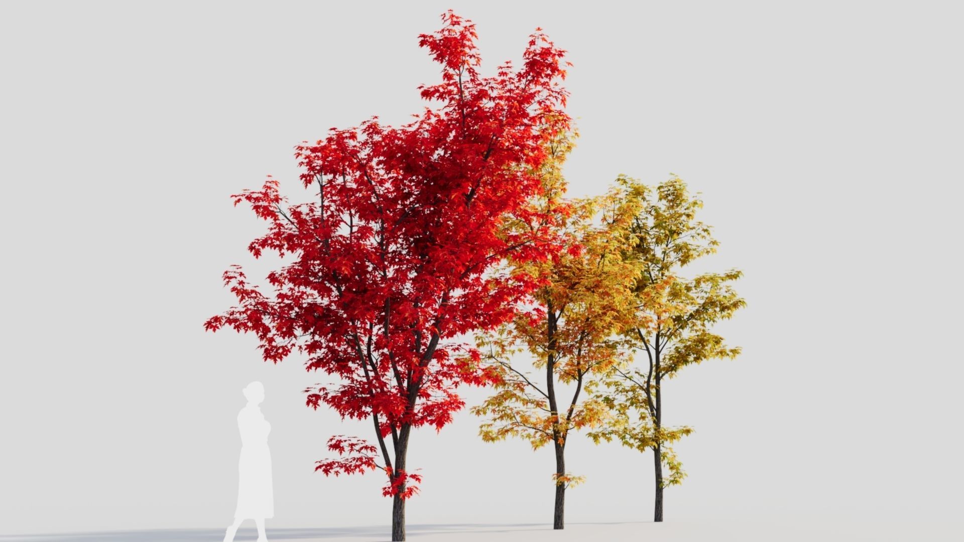 Acer saccharinum b 3D model_6