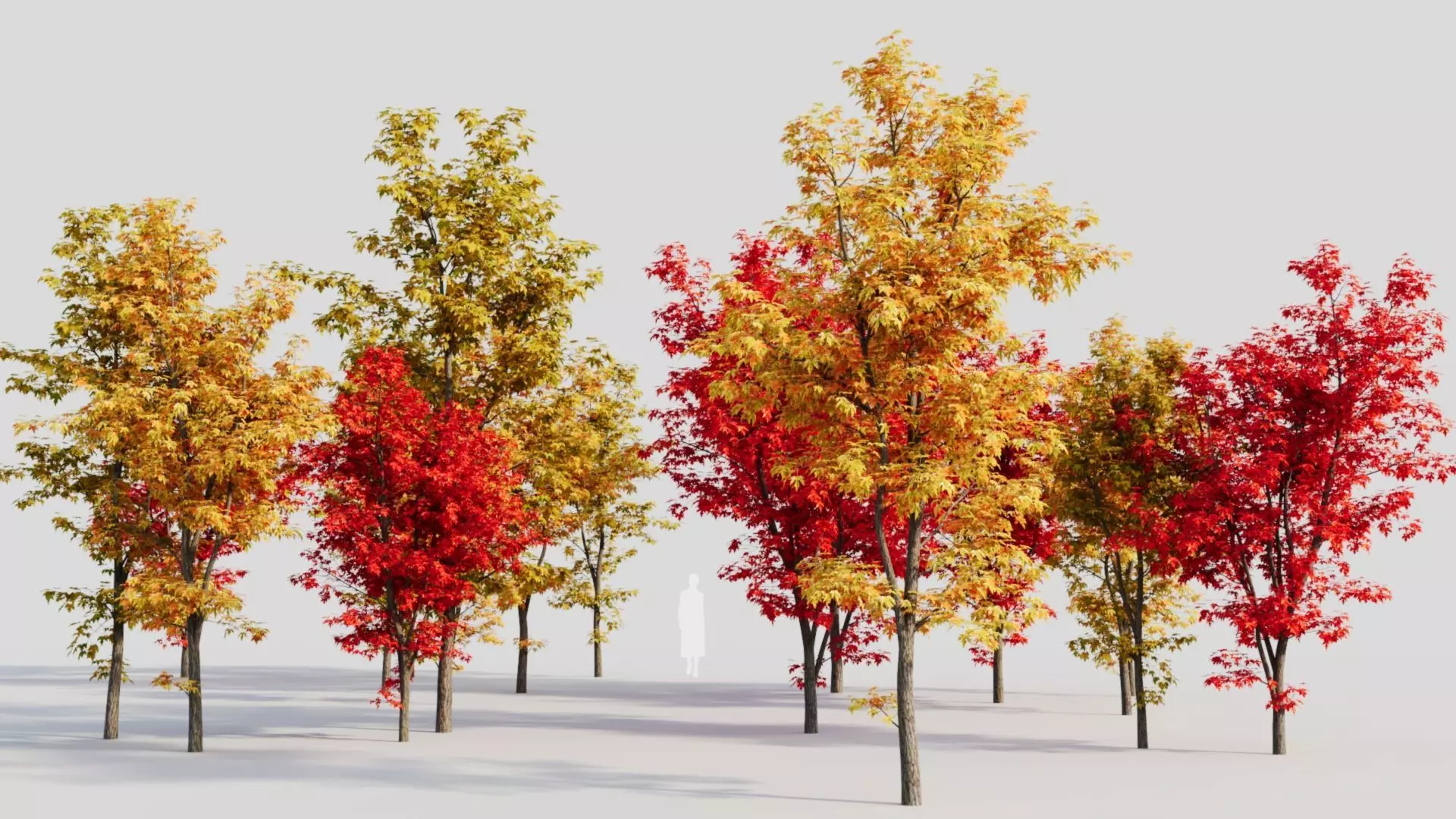 Acer saccharinum b 3D model_0