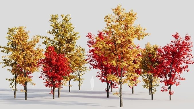 Acer saccharinum b 3D model