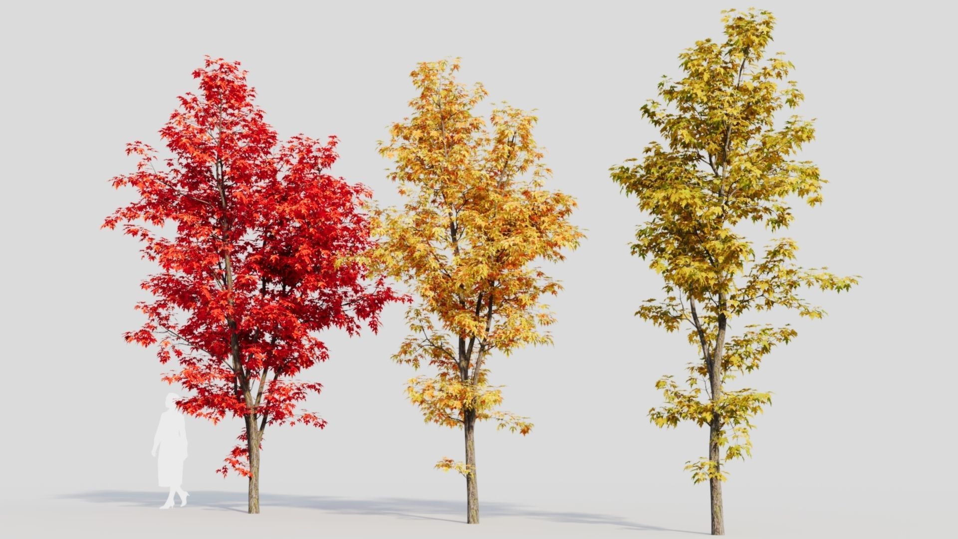 Acer saccharinum b 3D model_4