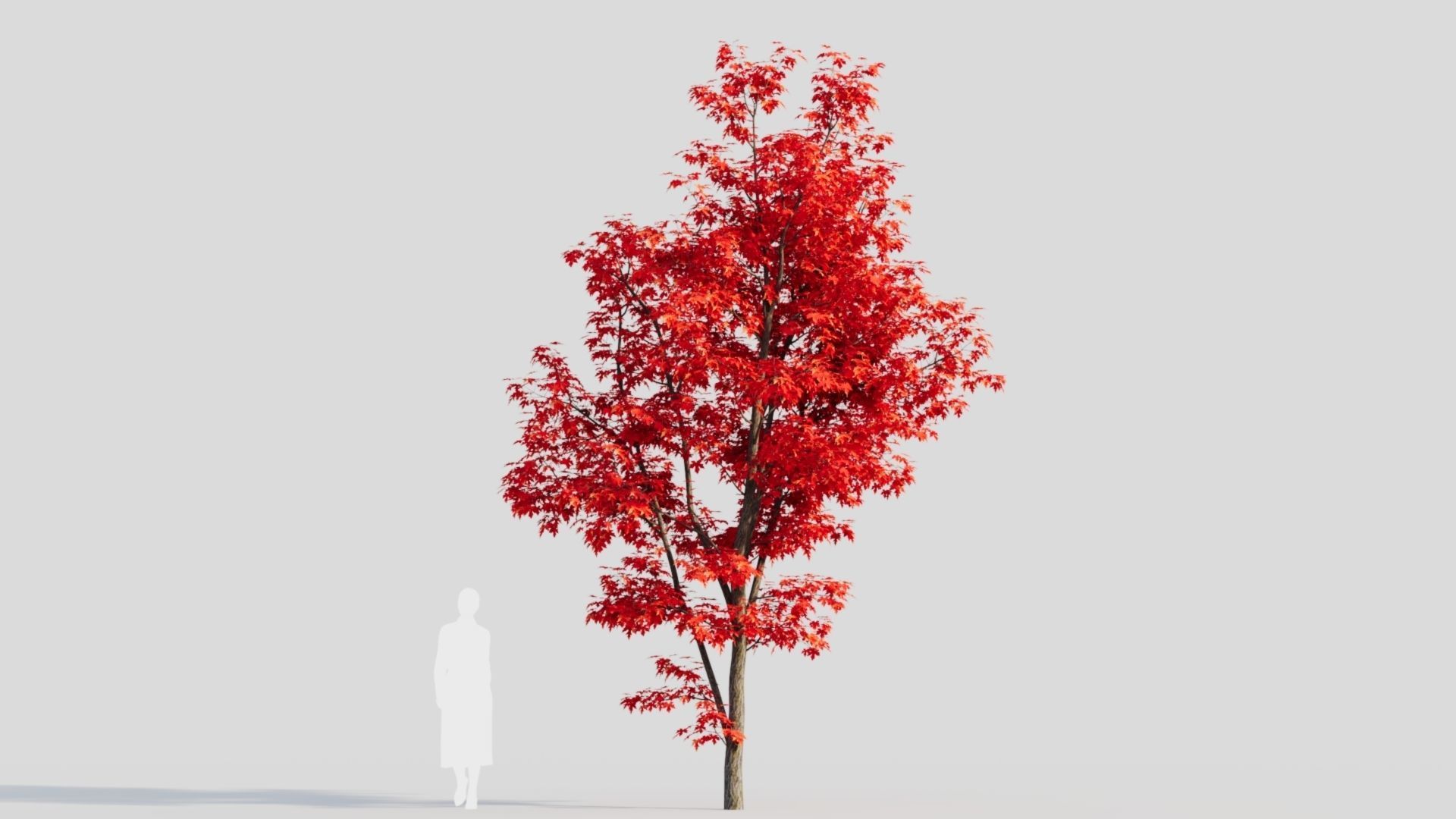 Acer saccharinum b 3D model_8