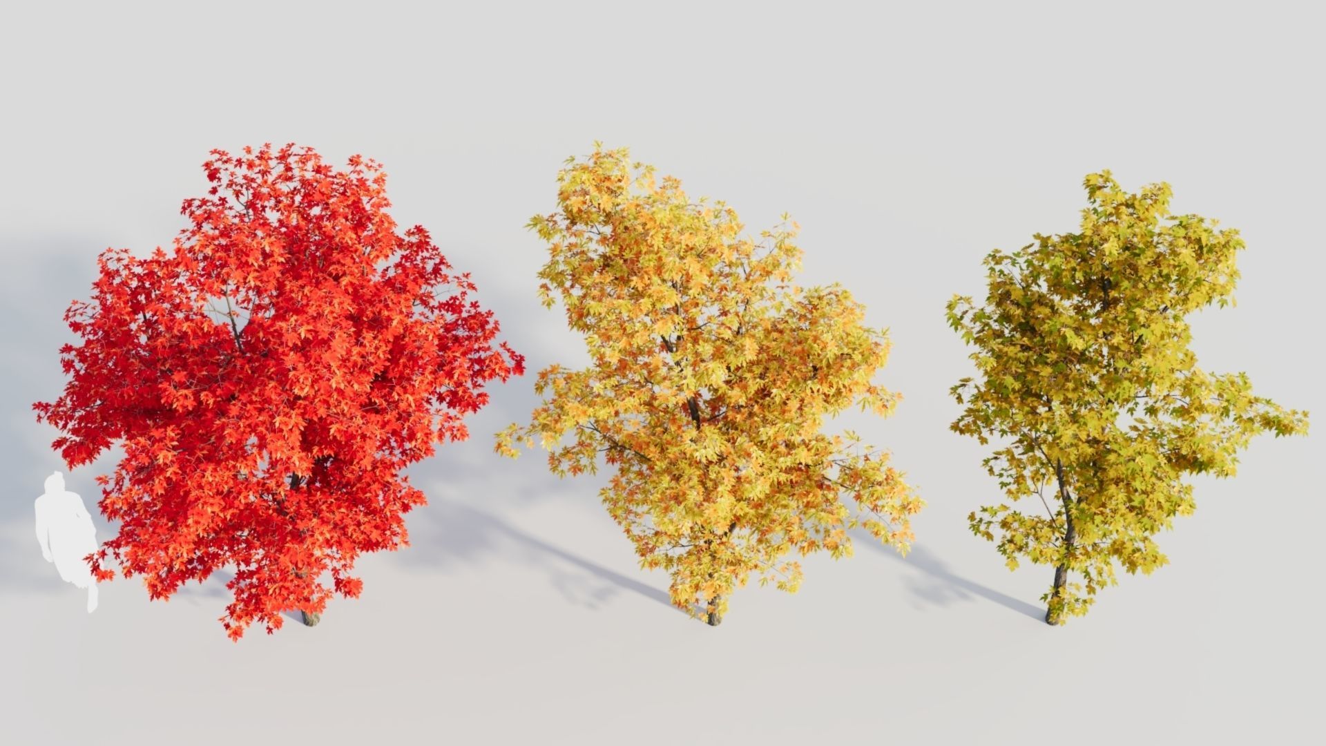 Acer saccharinum b 3D model_5