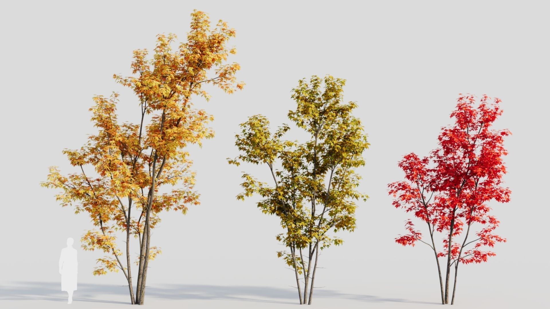 Acer saccharinum c 3D model_2