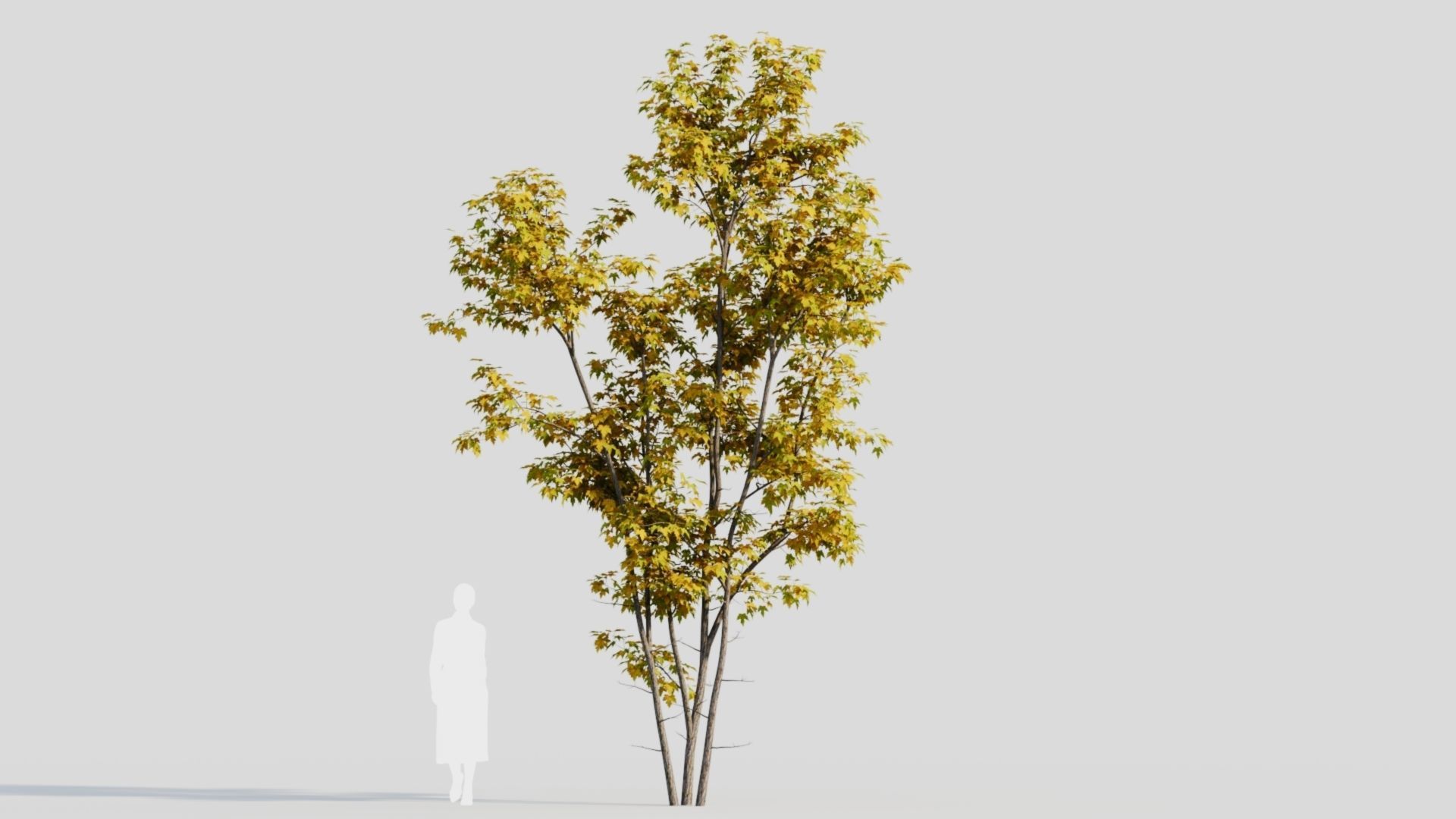 Acer saccharinum c 3D model_9