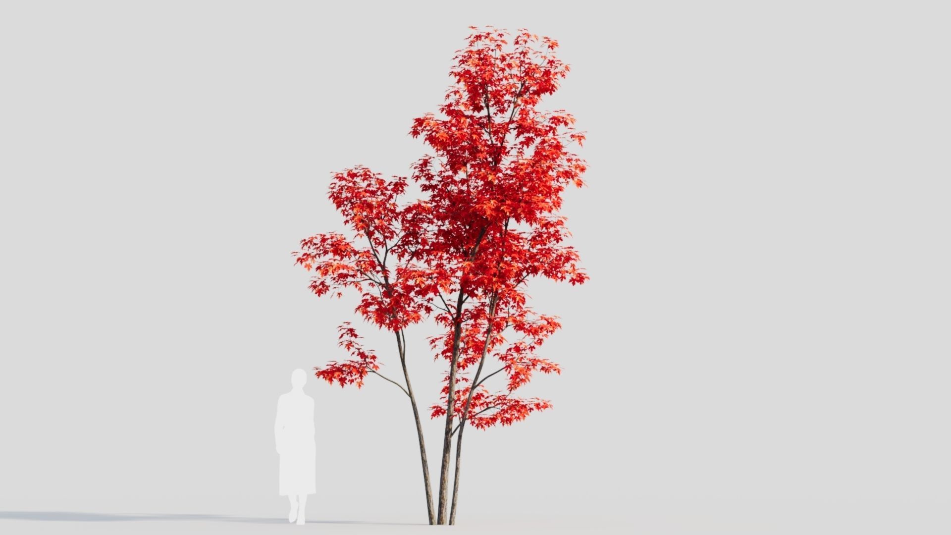 Acer saccharinum c 3D model_10