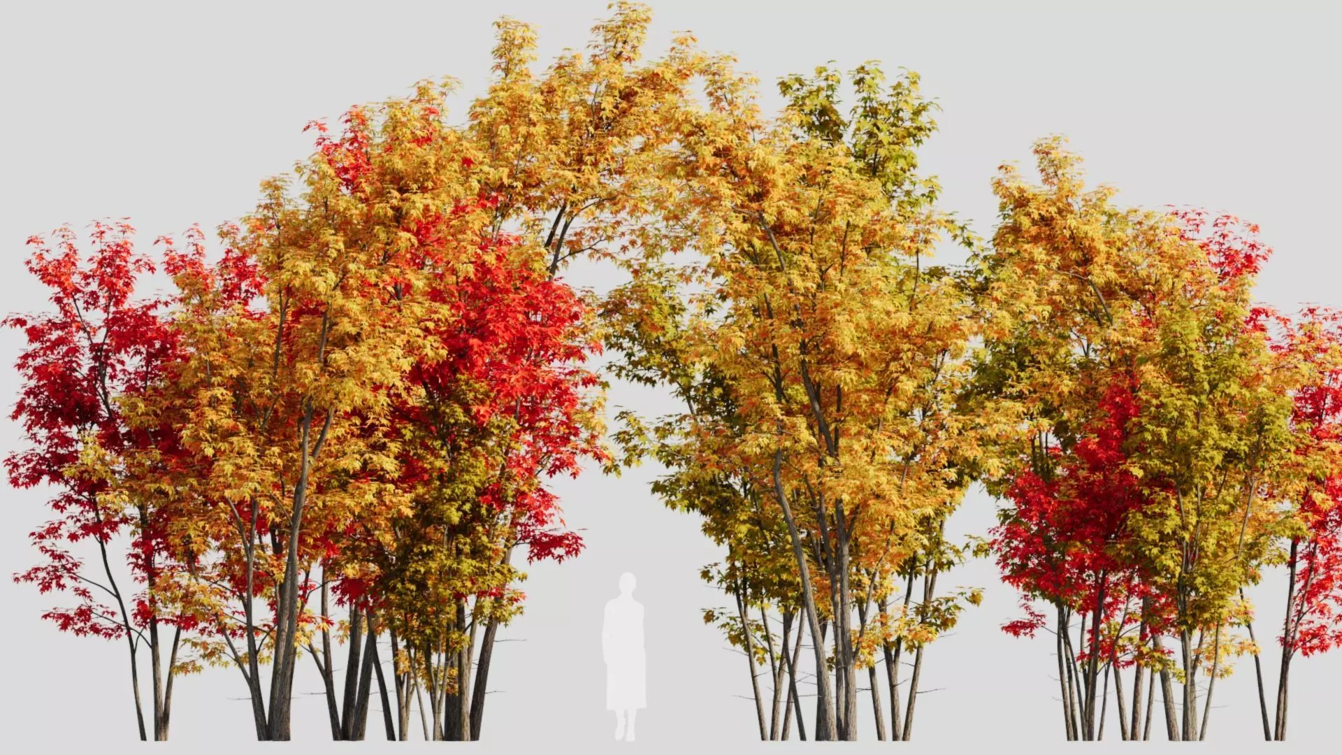 Acer saccharinum c 3D model_0
