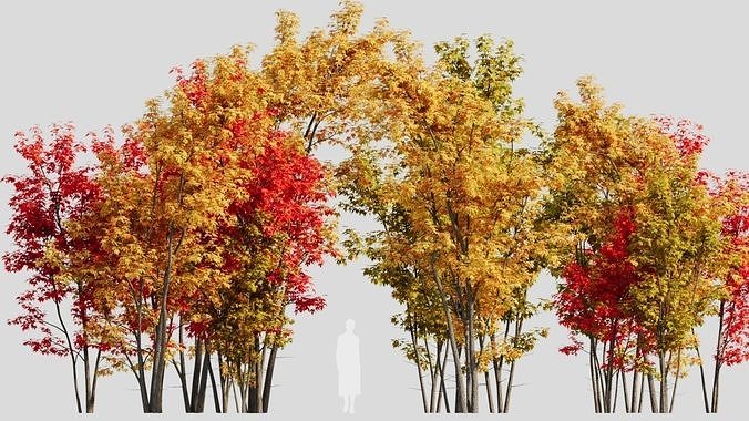 Acer saccharinum c 3D model