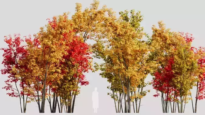 Acer saccharinum c