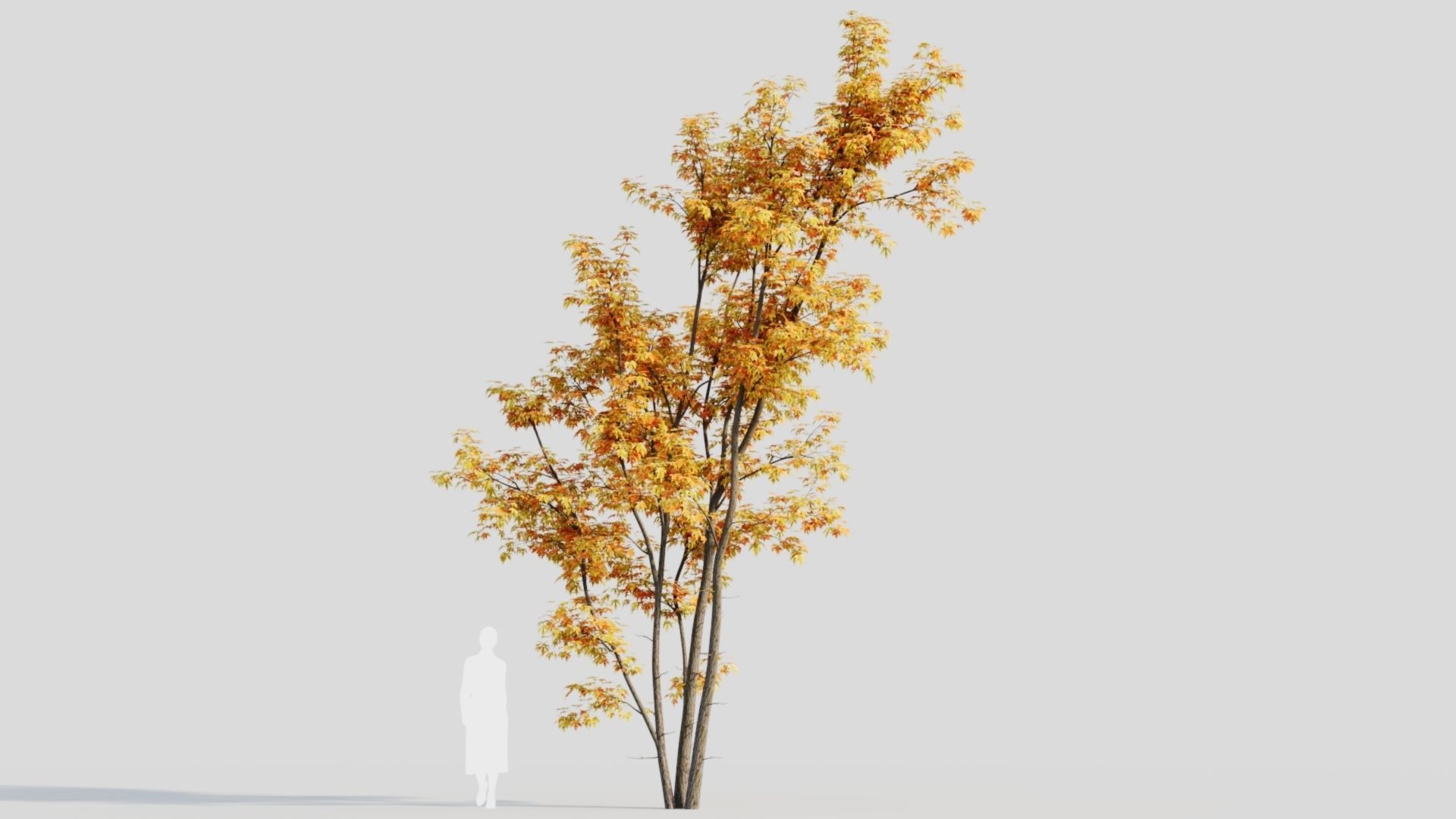 Acer saccharinum c 3D model_8