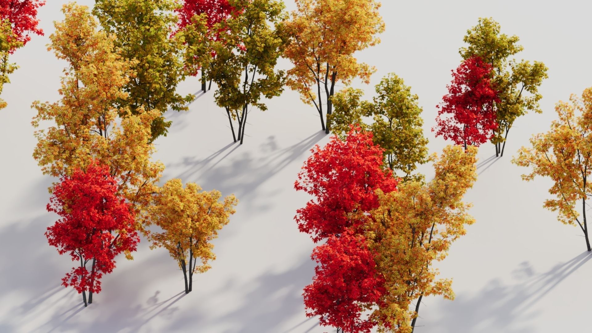 Acer saccharinum c 3D model_1