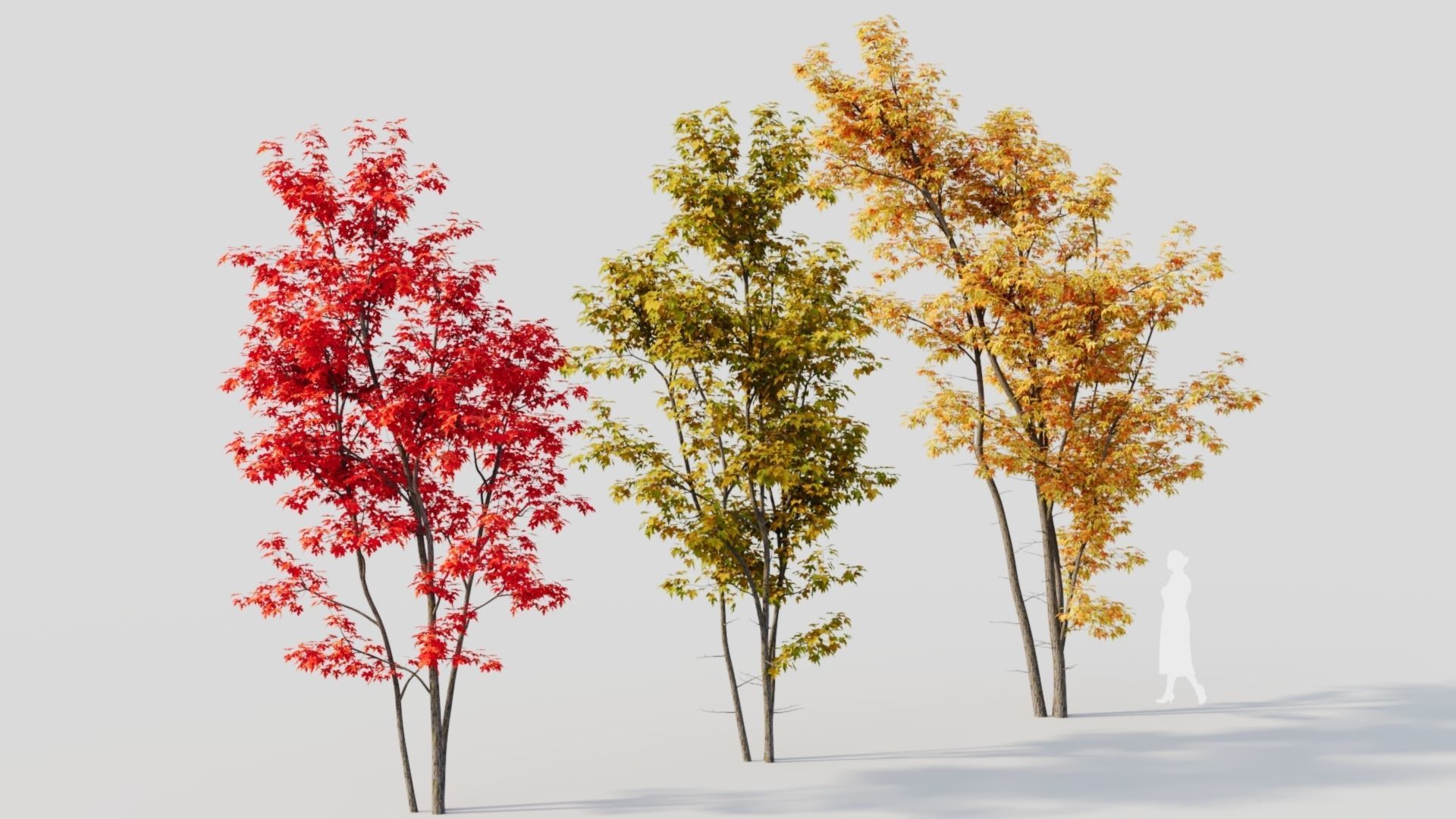 Acer saccharinum c 3D model_7