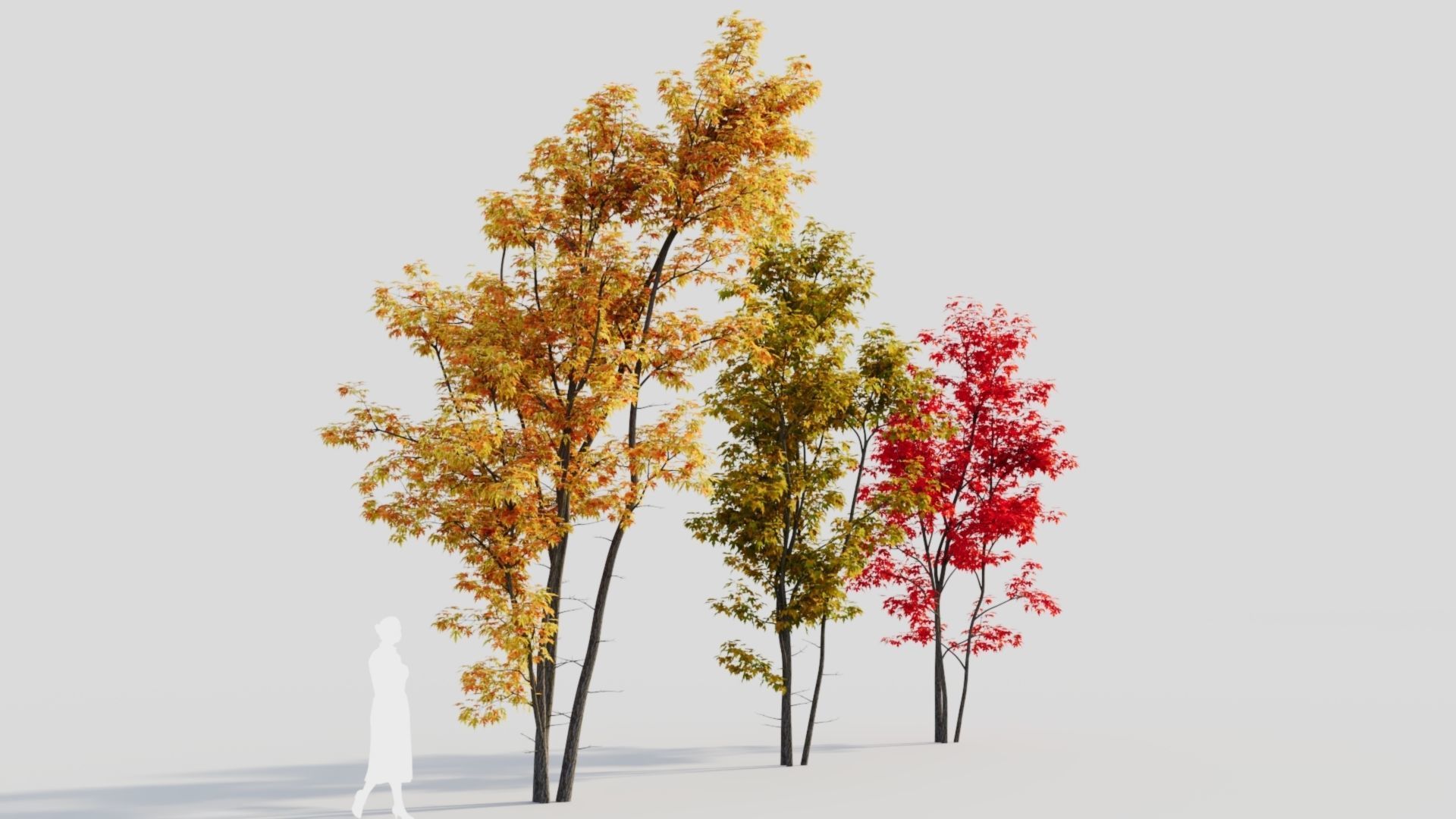 Acer saccharinum c 3D model_6