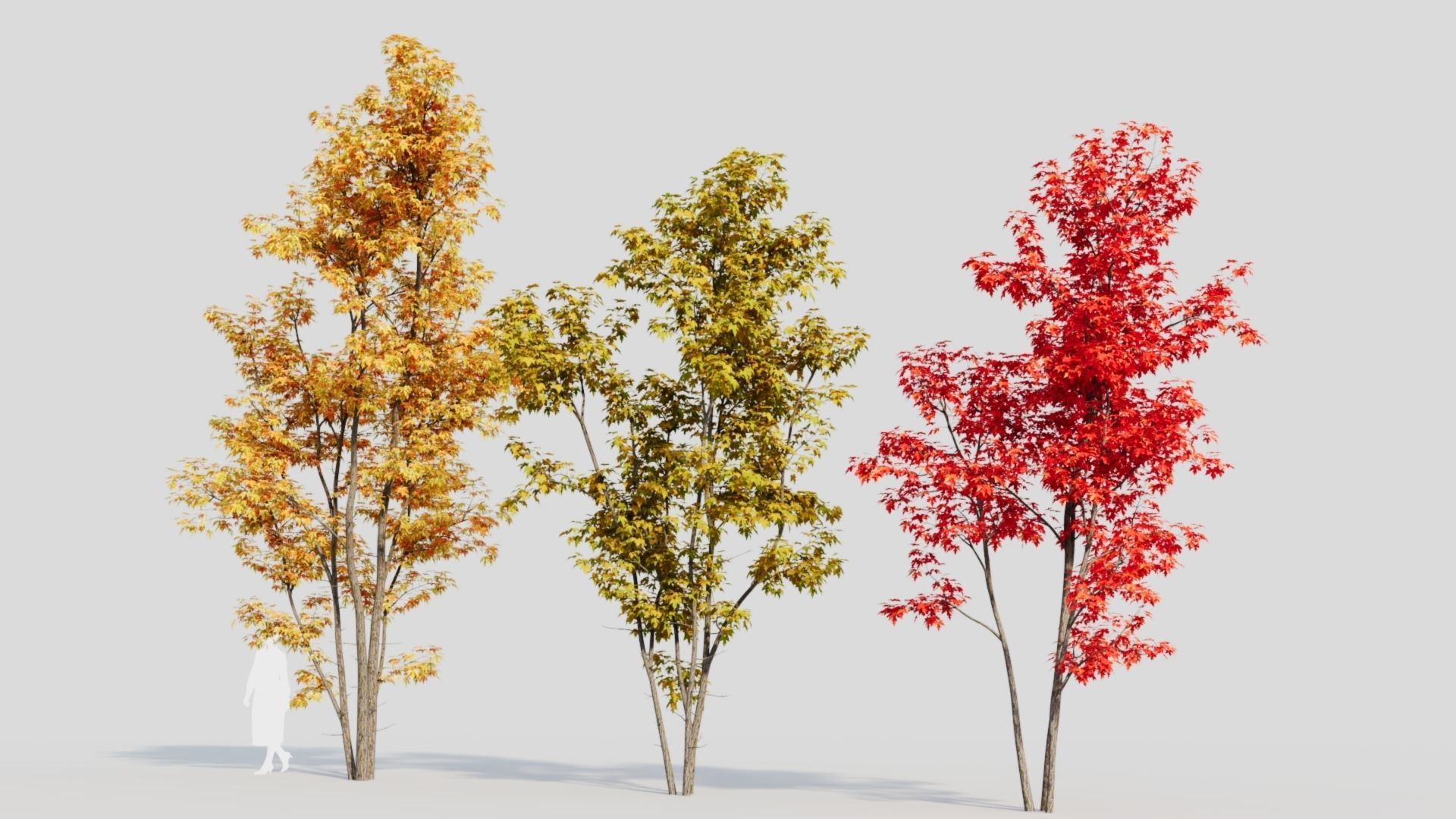 Acer saccharinum c 3D model_4