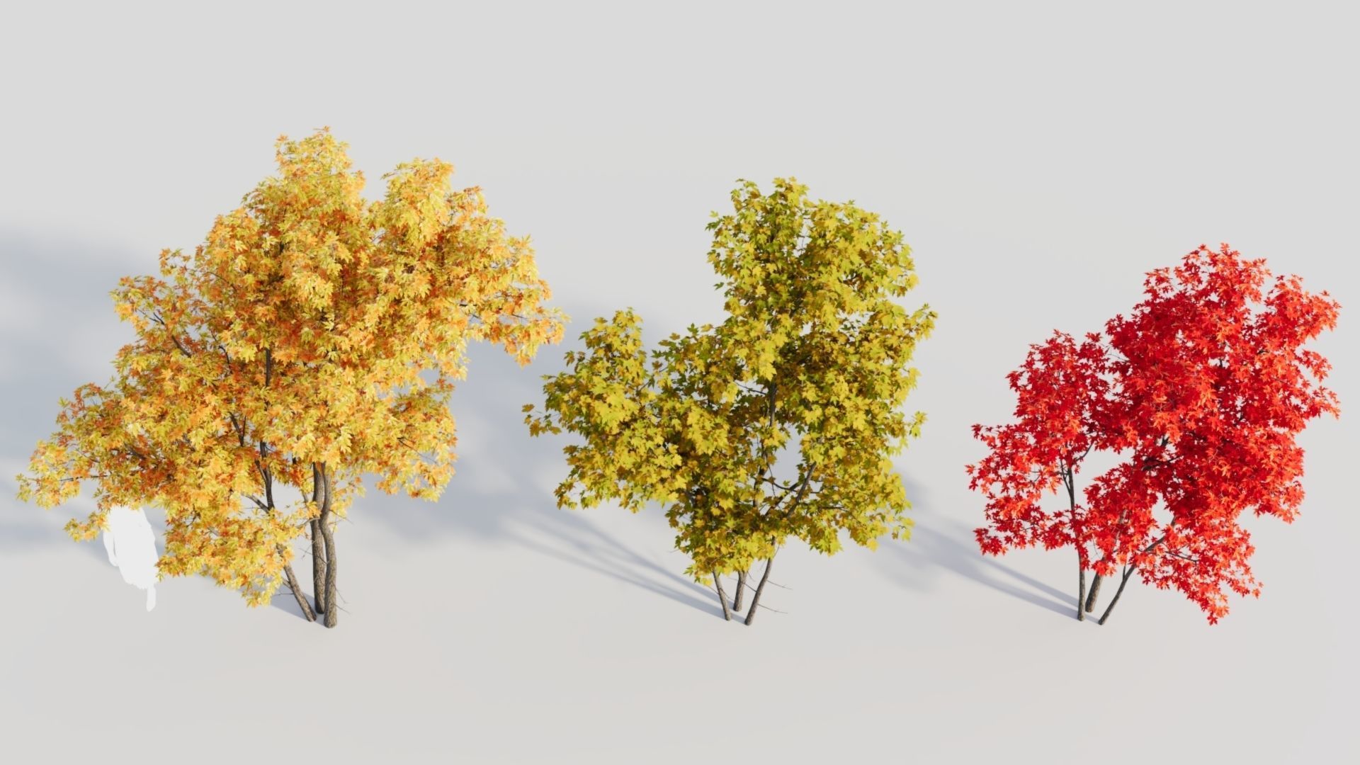 Acer saccharinum c 3D model_5