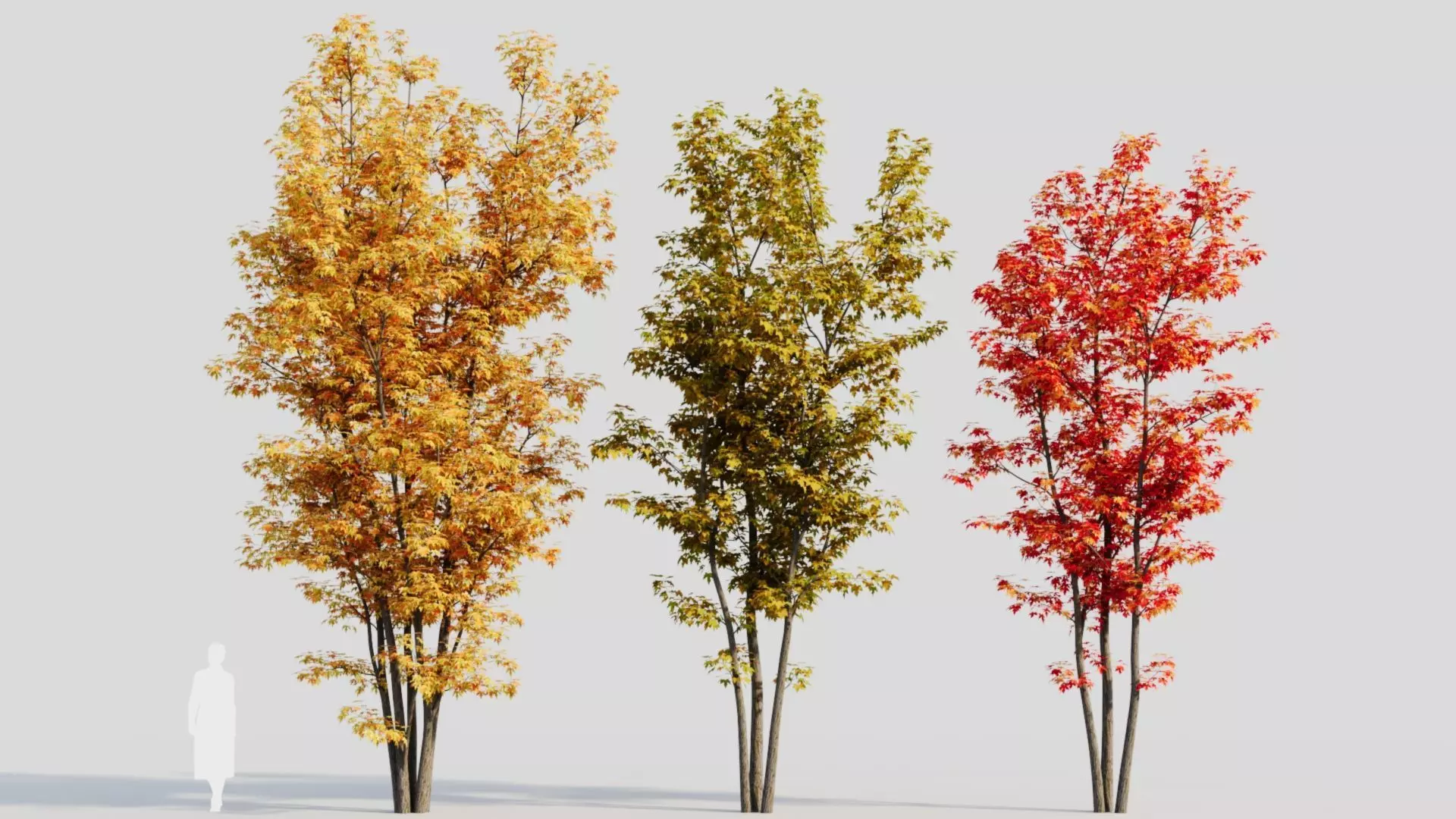 Acer saccharinum d 3D model_0