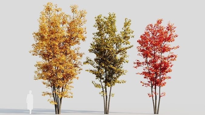 Acer saccharinum d 3D model