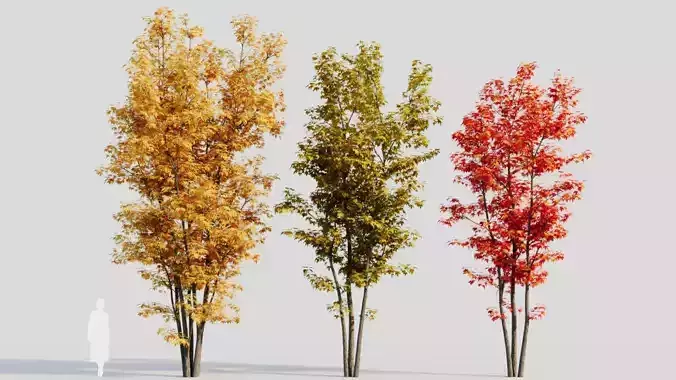 Acer saccharinum d
