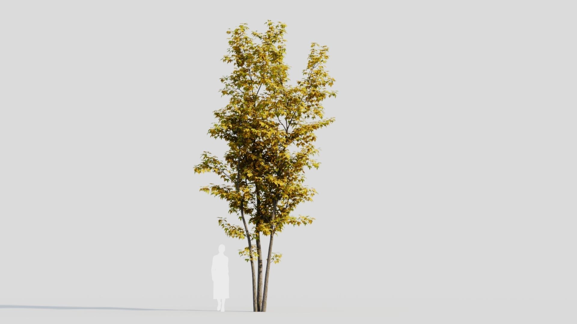 Acer saccharinum d 3D model_9