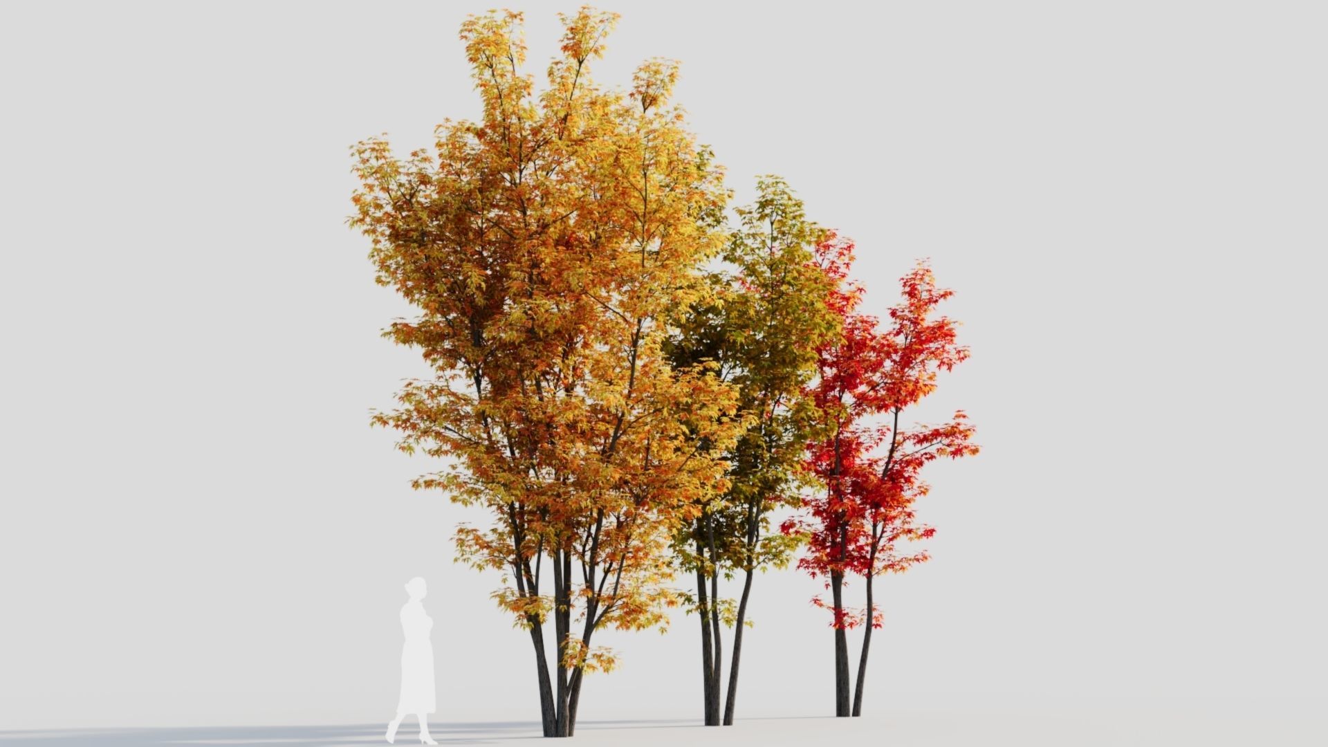 Acer saccharinum d 3D model_6