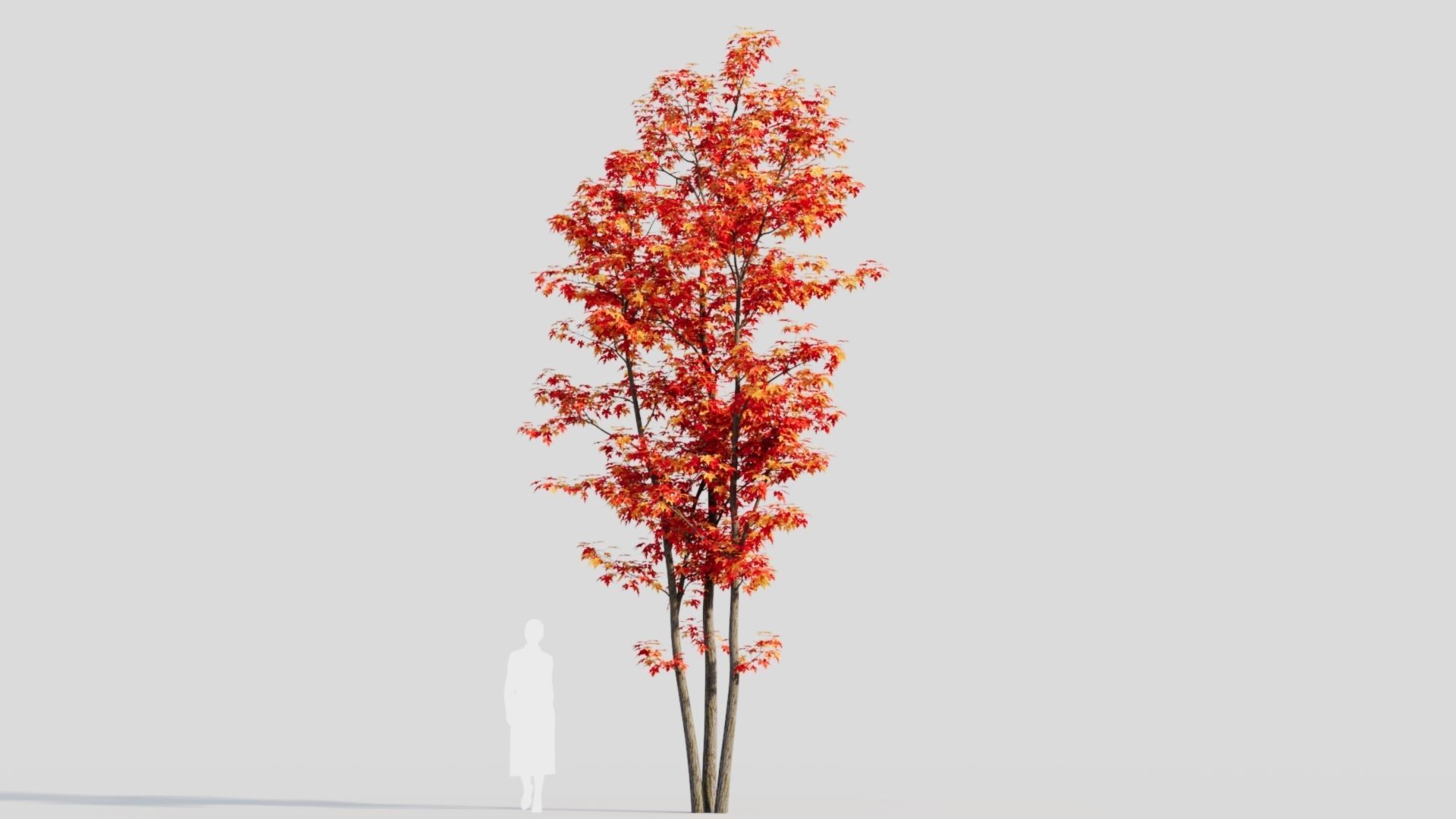 Acer saccharinum d 3D model_10